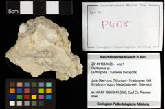 Foto (Objekt + Etiketten) von Oxythyreus sp. 